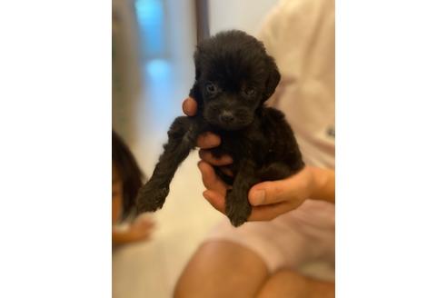 成約済の福岡県のミックス犬-104108の3枚目