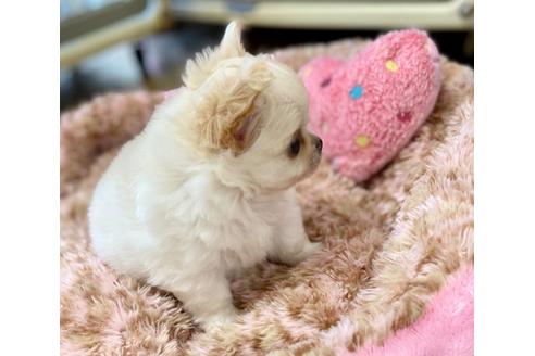 成約済の神奈川県のチワワ(ロングコート)-102056の27枚目