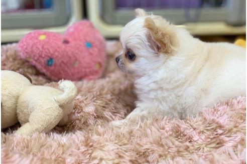 成約済の神奈川県のチワワ(ロングコート)-102056の26枚目