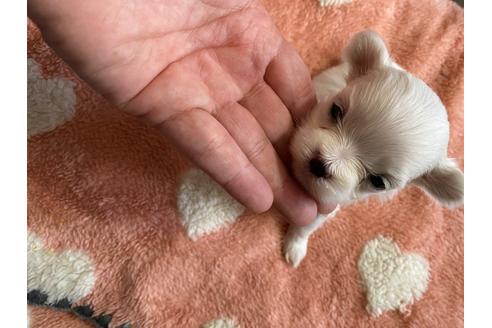 成約済の福岡県のマルチーズ-104157の1枚目