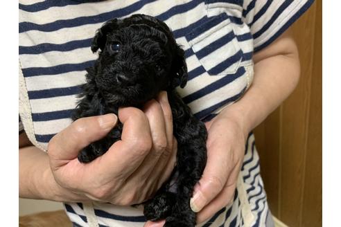 成約済の大阪府のトイプードル-104197の7枚目