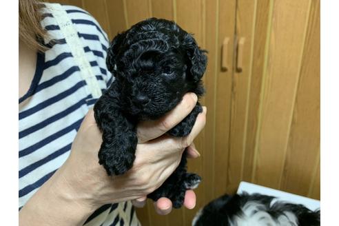 成約済の大阪府のトイプードル-104197の5枚目