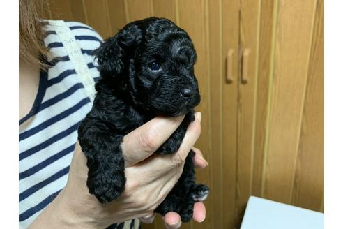 成約済の大阪府のトイプードル-104197の3枚目