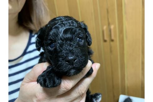成約済の大阪府のトイプードル-104197の1枚目
