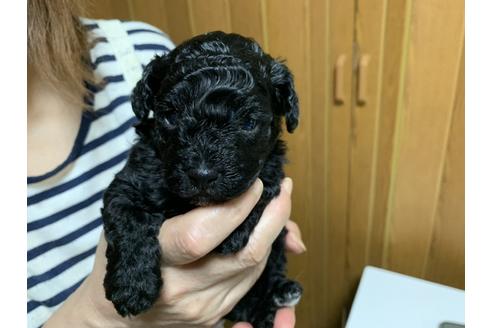 成約済の大阪府のトイプードル-104197の2枚目