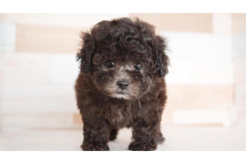 成約済の福岡県のトイプードル-104186の1枚目