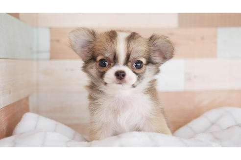 成約済の福岡県のチワワ(ロングコート)-104189の1枚目