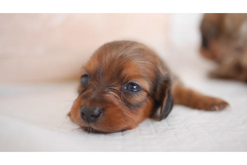 成約済の福岡県のミニチュアダックスフンド(ロングヘアード)-104192の1枚目