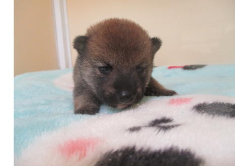 成約済の岡山県の豆柴-103049の1枚目