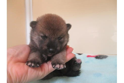 成約済の岡山県の豆柴-103049の5枚目