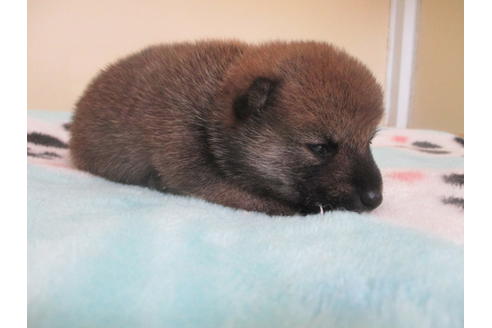 成約済の岡山県の豆柴-103049の4枚目