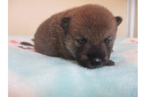 成約済の岡山県の豆柴-103049の3枚目