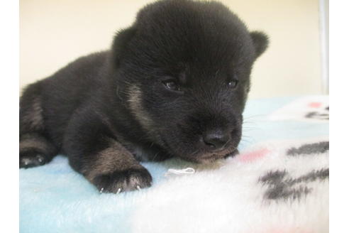 成約済の岡山県の柴犬-102371の1枚目