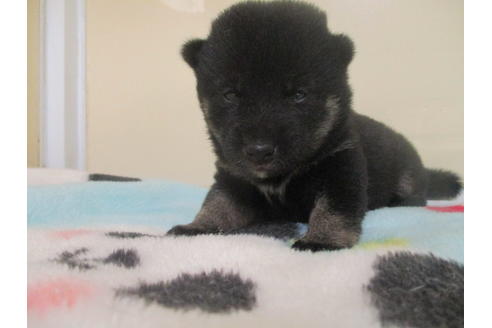 成約済の岡山県の柴犬-102371の4枚目