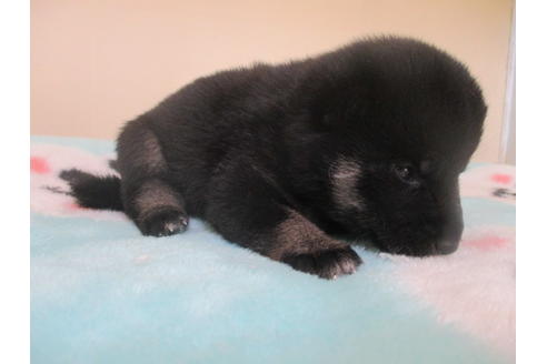 成約済の岡山県の柴犬-102371の3枚目