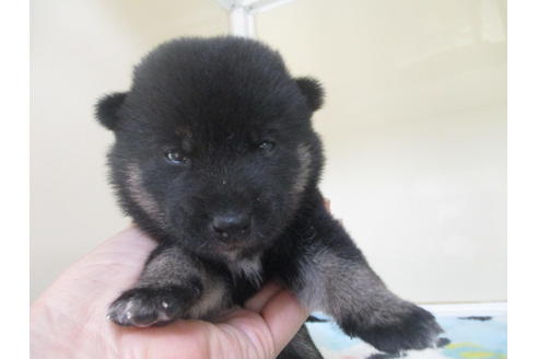 成約済の岡山県の柴犬-102371の2枚目