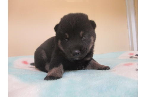 成約済の岡山県の柴犬-104210の1枚目