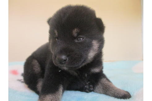 成約済の岡山県の柴犬-104210の4枚目