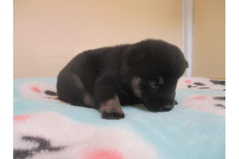 成約済の岡山県の柴犬-104210の3枚目