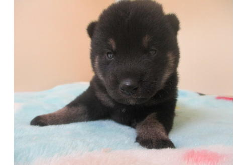 成約済の岡山県の柴犬-104210の2枚目