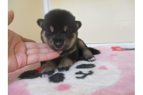 成約済の岡山県の柴犬-104211の5枚目