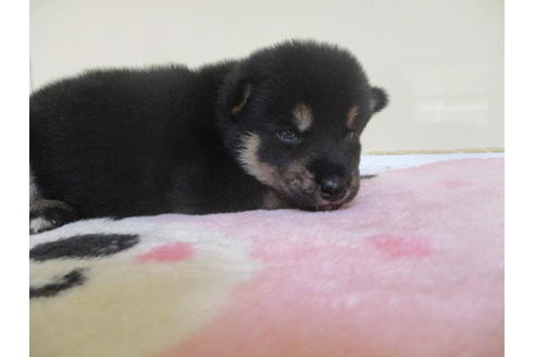 成約済の岡山県の柴犬-104211の4枚目