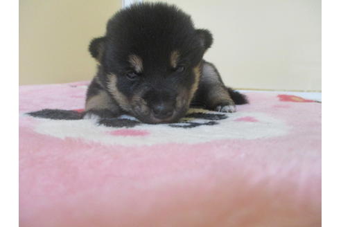 成約済の岡山県の柴犬-104211の3枚目