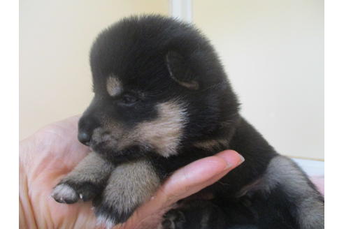 成約済の岡山県の柴犬-104211の2枚目