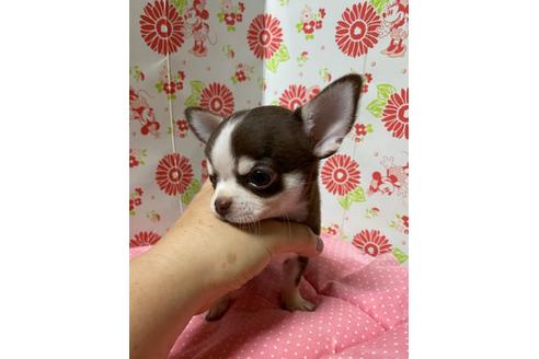成約済の愛知県のチワワ(スムースコート)-104222の4枚目