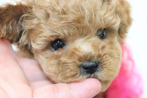 成約済の福岡県のティーカッププードル-104229の1枚目