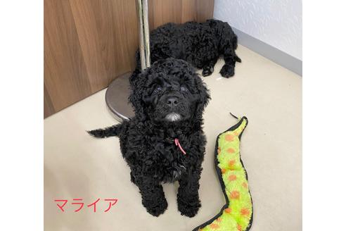 成約済の東京都のミックス犬-102696の8枚目