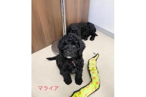 成約済の東京都のミックス犬-102696の7枚目