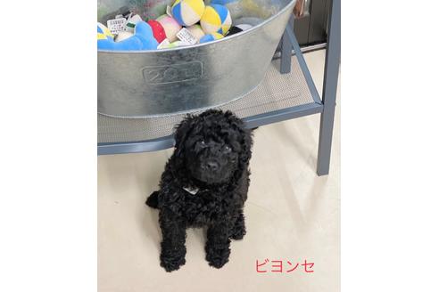 成約済の東京都のミックス犬-102697の10枚目