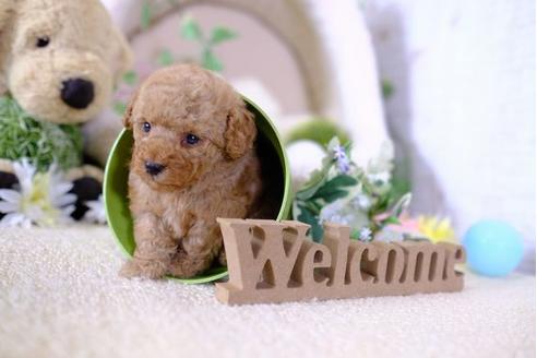 成約済の滋賀県のトイプードル-104252の1枚目