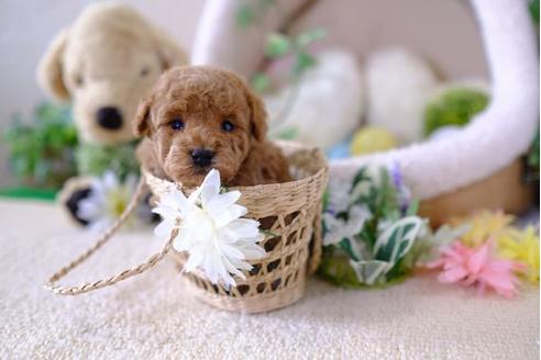 成約済の滋賀県のトイプードル-104255の2枚目