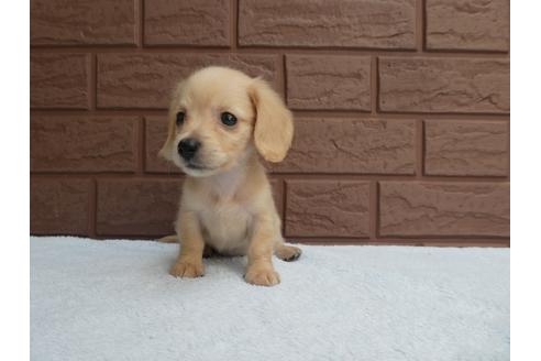 成約済の埼玉県のミニチュアダックスフンド(ロングヘアード)-104276の3枚目