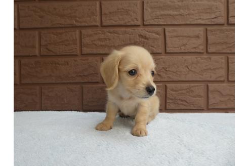 成約済の埼玉県のミニチュアダックスフンド(ロングヘアード)-104276の2枚目