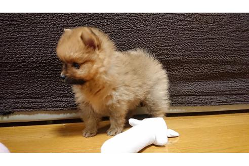 成約済の愛知県のポメラニアン-104031の2枚目