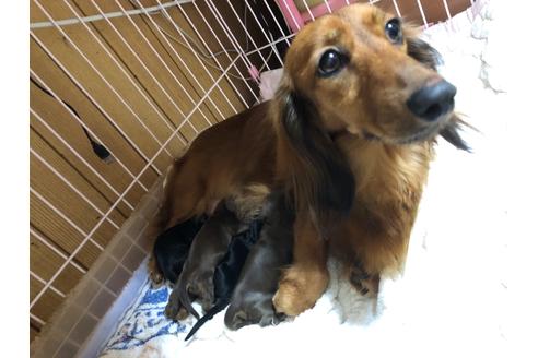 成約済の千葉県のミニチュアダックスフンド(ロングヘアード)-104304の5枚目
