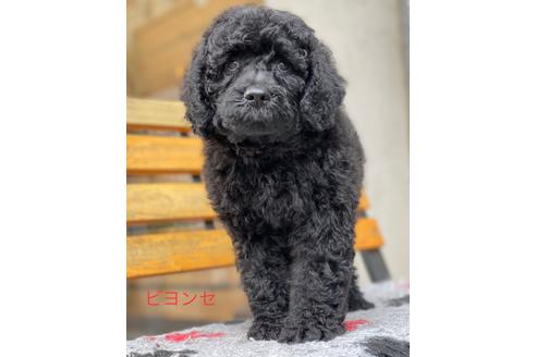 成約済の東京都のミックス犬-102697の8枚目