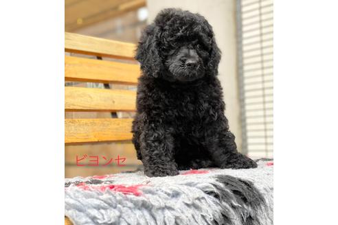 成約済の東京都のミックス犬-102697の7枚目