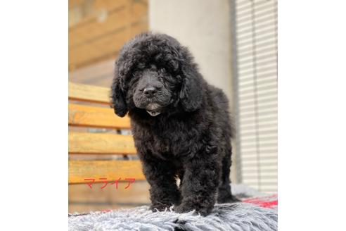 成約済の東京都のミックス犬-102696の6枚目