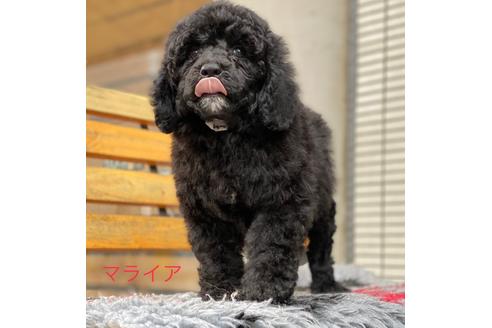 成約済の東京都のミックス犬-102696の5枚目