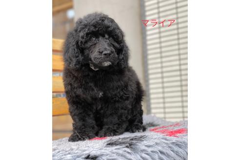 成約済の東京都のミックス犬-102696の4枚目