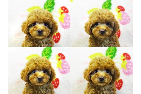 成約済の千葉県のティーカッププードル-104318の6枚目