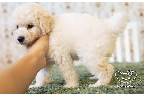 成約済の愛知県のトイプードル-104321の2枚目