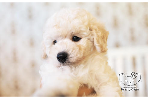 成約済の愛知県のトイプードル-104321の3枚目