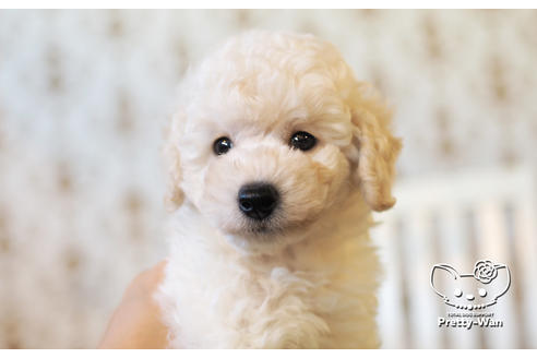 成約済の愛知県のトイプードル-104321の1枚目