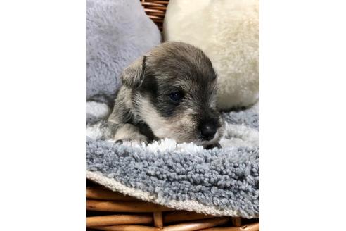 成約済の埼玉県のミニチュアシュナウザー-102732の3枚目