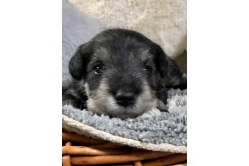 成約済の埼玉県のミニチュアシュナウザー-102763